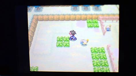 Pokemon black 2 shaking grass - writemasa