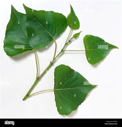 Populus nigra leaf hi-res stock photography and images - Alamy