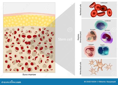 Bone Marrow Stem Cell. Platelets, Red And White Blood Cells. Vector ...