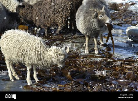 Orkney sheep seaweed hi-res stock photography and images - Alamy