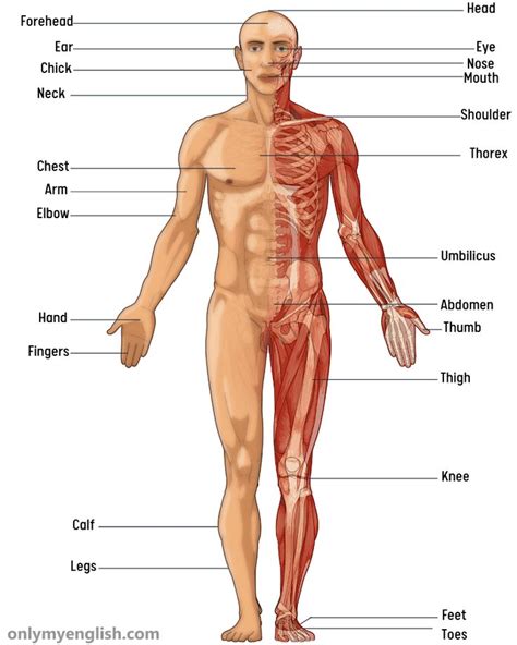 Body Parts Name in English with Pictures | Human body parts, Body parts ...