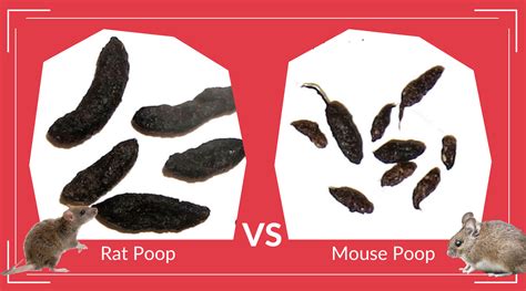 Rat Poop vs Mouse Poop – Pest Supply Canada