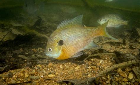 Bluegill Spawn- Temperature, Habitat, Biology and More. • Panfish Nation