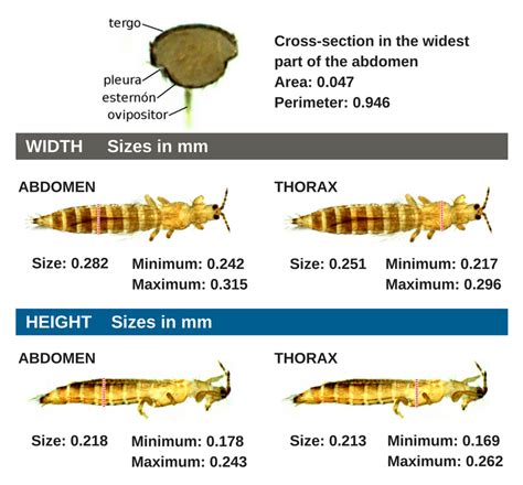 An insect screen that offers effective thrip control without ...