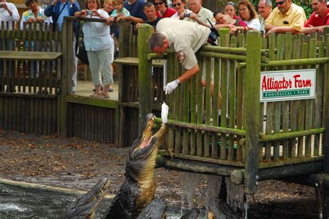 Alligator Farm St. Augustine Information Guide