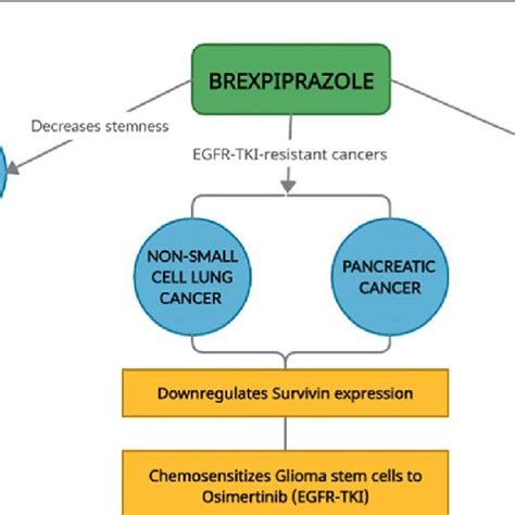 Mechanism of action of Brexpiprazole in cancer. Brexpiprazole modulates ...