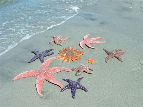 Starfish is Amazing Habitat Under Water ~ planetanimalzone