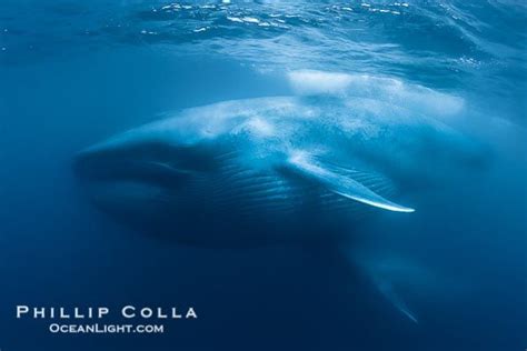 Blue whales feeding on krill underwater closeup photo. A picture of a ...