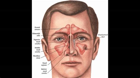 Structure Of The Nose Anatomy