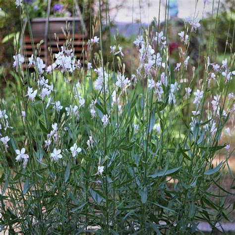 Gaura Seeds - Gaura Lindheimeri Flower Seeds