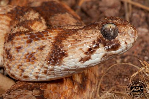 West African Carpet Viper - African Snakebite Institute