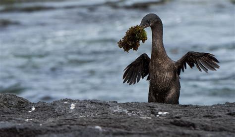 Galapagos Flightless Cormorant | Go Galapagos