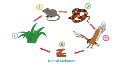 Apa Itu Rantai Makanan? Ini Pengertian, Komponen hingga Contohnya ...