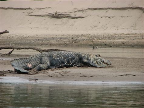 Black Caiman Facts, Weight, Habitat, Diet, Lifespan, Pictures