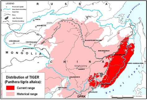 Transhu: Siberian Tiger Habitat Range Map