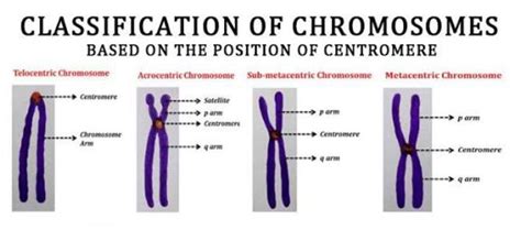 Describe the structure and types of chromosomes. - Brainly.in