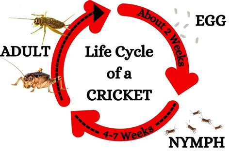 House Cricket Life Cycle