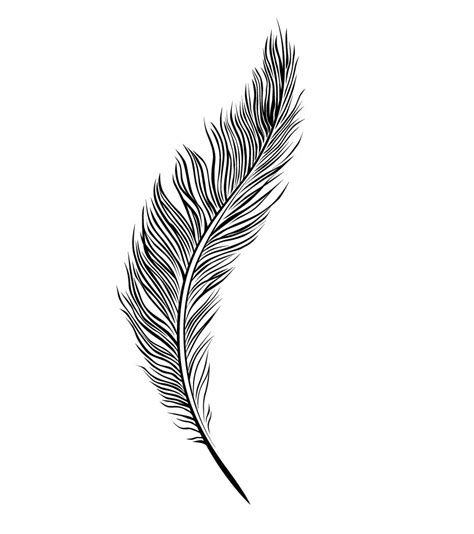 Pin by LisaBWD 💗PIN FREELY💗 on (>' ')>Feather