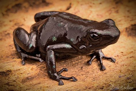 Black Poison Arrow Frog Photograph by Dirk Ercken - Pixels