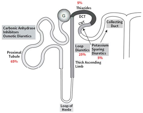 Furosemide Mechanism Of Action