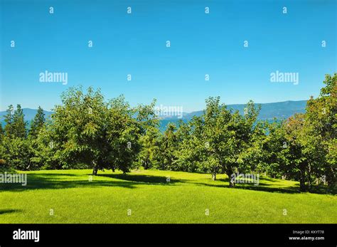 Cherry orchard overlooking Flathead Lake in Montana Stock Photo - Alamy