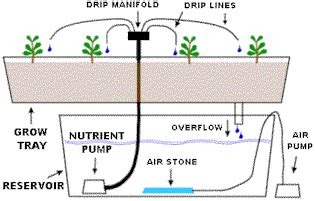 75+ Sistem Irigasi Tetes Merupakan Sistem Hidroponik Untuk Tanaman ...