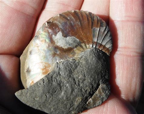 Rockhounding the Rockies: Fossils in the Pierre Shale of Colorado Springs