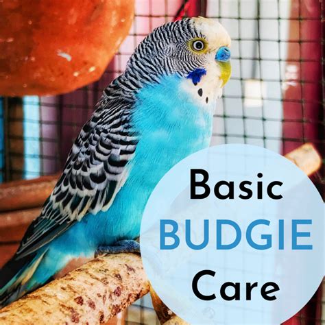 How to Care for Your Pet Budgie - PetHelpful - By fellow animal lovers ...