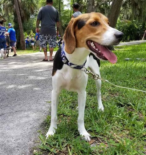 Coonhound Beagle Mix: Is This Curious Hybrid Right for You?