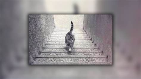 I'm not sure what's going on in this cat optical illusion | Creative Bloq