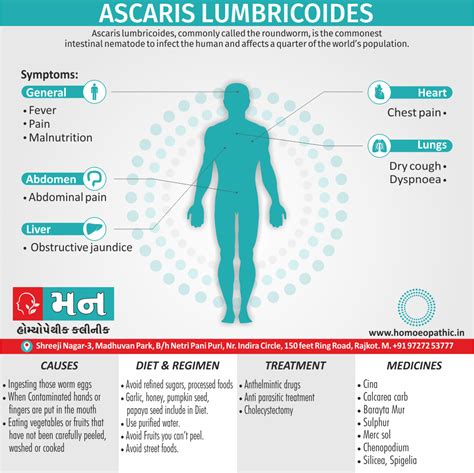 Ascaris Lumbricoides (Roundworm) - Mann Homeopathy Clinic Rajkot