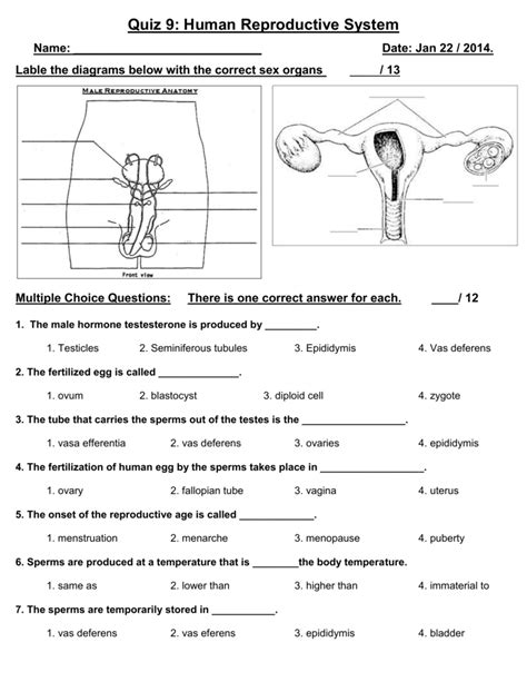 Quiz 9: Human Reproductive System