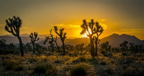 MichaelPocketList: Sunset in Joshua Tree National Park [5601 x 2979] [OC]