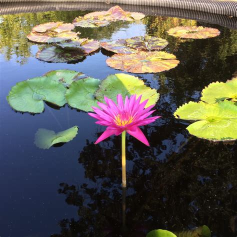 Freshwater Aquatic Plants | Water Plants | Loomis, CA