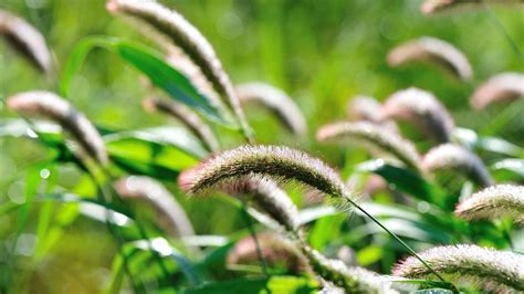 Foxtail Weed Control | LawnCrafters