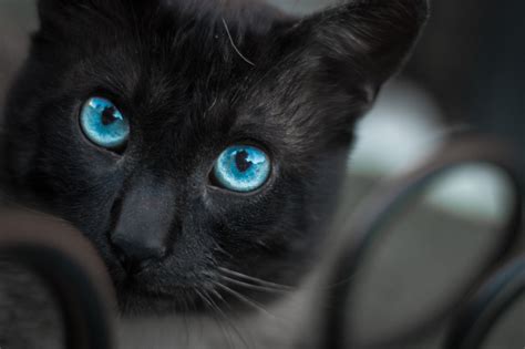 Beautiful Cats With Blue Eyes That Are Truly Captivating