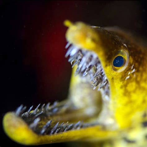 Moray Eel Teeth: Do Moray Eels Have Double Teeth? - IMP WORLD