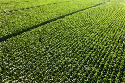 Premium Photo | Aerial view of a young corn field