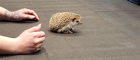 Liberty Science Center :: LSC’s new animal is the smallest hedgehog ...