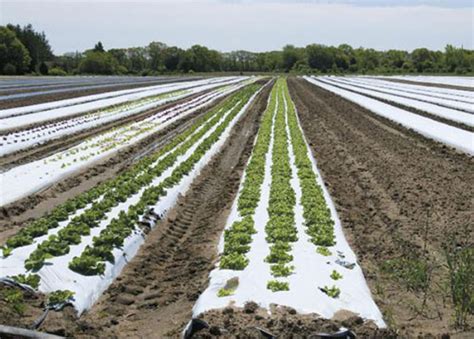 Four Town Farm: A Close-Knit Clan, a Diversity of Efforts and a Farm ...