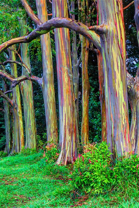 Rainbow Eucalyptus Trees Are One Of The Most Colorful Trees - Small Joys