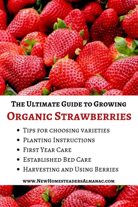 The Ultimate Guide to Growing Organic Strawberries - The New ...