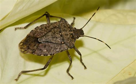 brown marmorated stink bug - Halyomorpha halys - Ellis - Entomology Today