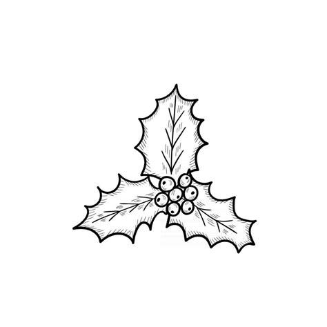 holly leaves, sketch 2 3134705 Vector Art at Vecteezy