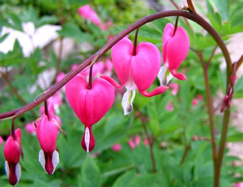 File:Bleeding heart flower shot.jpg