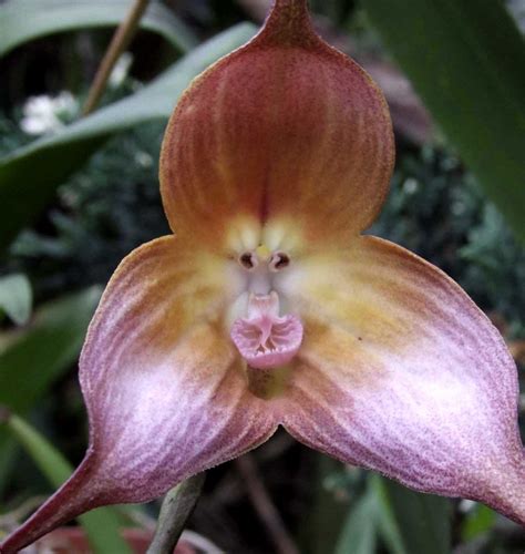 Find The Monkeys And Insects In These 10 Bizarre Orchids | Garden Pics ...