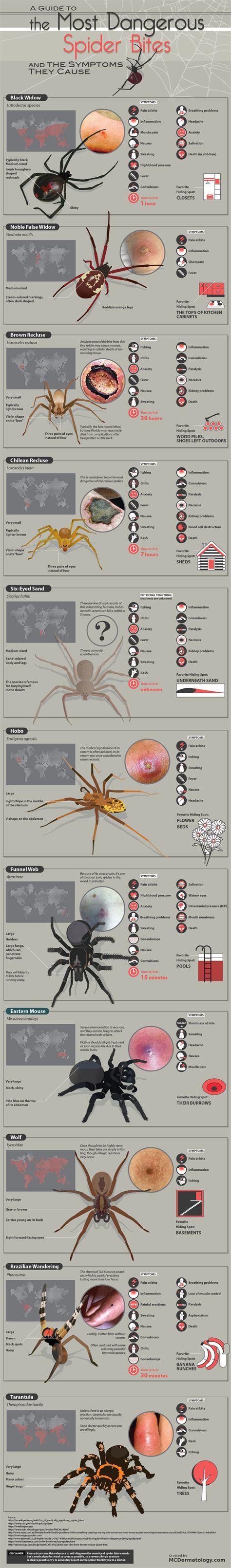 [50/50] Dangerous spider bites by type of spider (including brown ...