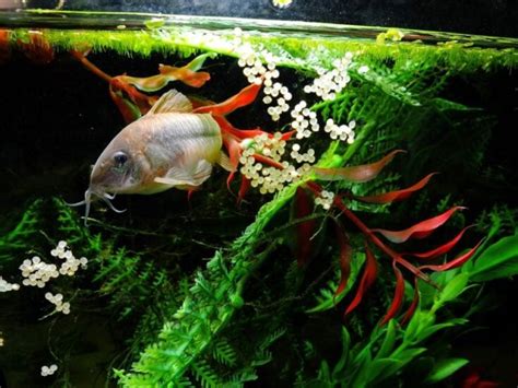 Cory Catfish Breeding Guide (Answers to Common Questions) - Avid Aquarist