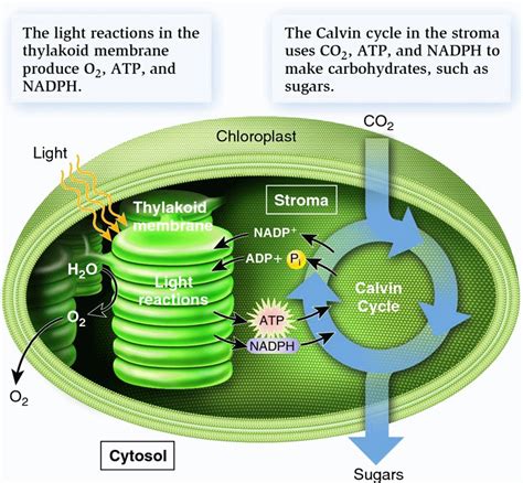 What are the Two Stages of Photosynthesis-Application of Photosynthesis ...