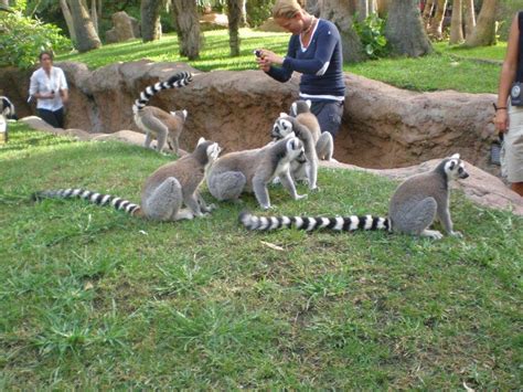 Lemur de cola anillada Zoo Bioparc Fuengirola Malaga 5939 | Flickr